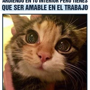 Meet your Posher, Clara